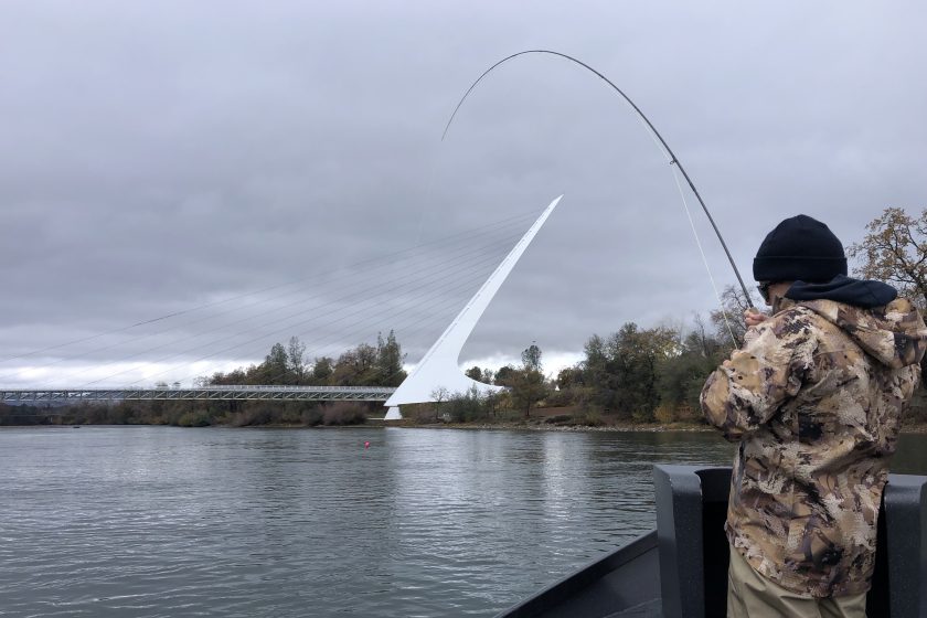 Bent rod arcs over the sundial bridge in redding california with MoJoBella Fly Fishing® guiding down the river