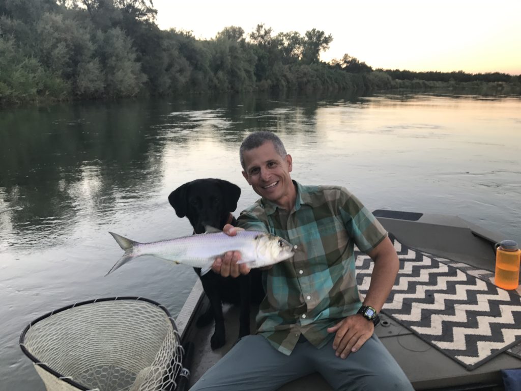 American River Shad landed on a trip with Joe Vasquez at MoJoBella Fly Fishing®