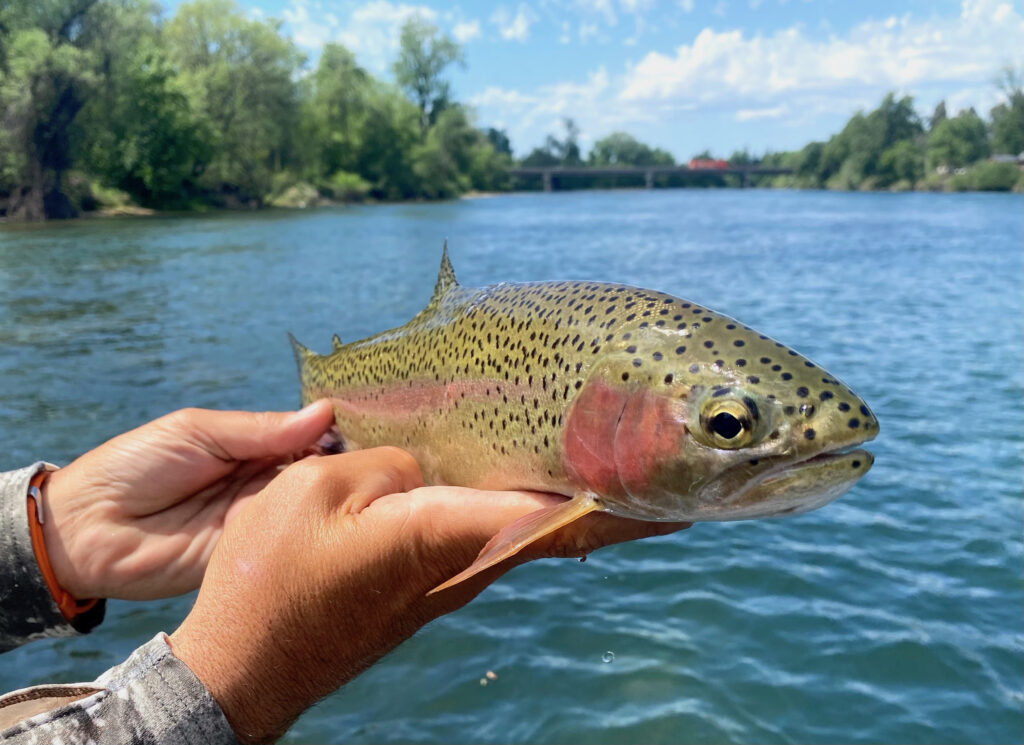 fly fishing trout spey lower sacramento river