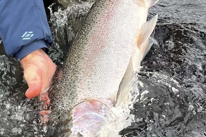 steelhead trinity river california