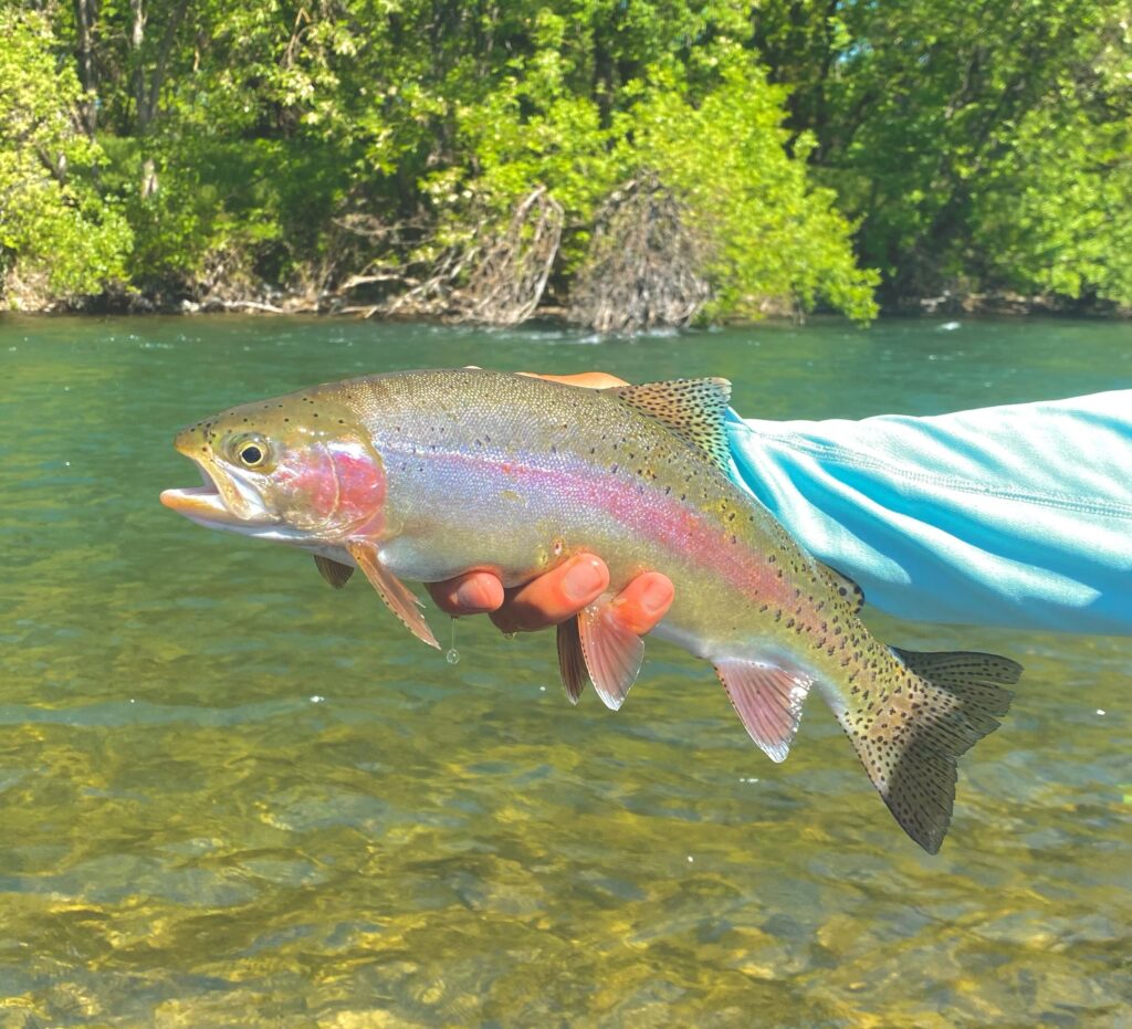 Lower Sac Rainbow Trout landed during trout spey Trip